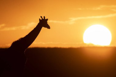Masai Mara Ulusal Sığınağı 'nın arka planında vahşi yaşam safarisi sırasında güneş batarken ufukta yürüyen bir masai zürafası.