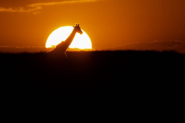 Masai Mara Ulusal Sığınağı 'nın arka planında vahşi yaşam safarisi sırasında güneş batarken ufukta yürüyen bir masai zürafası.