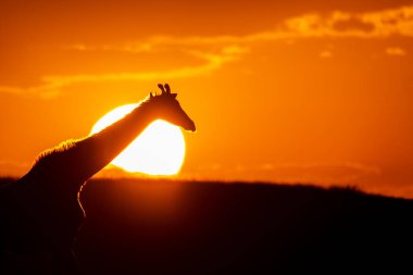 Masai Mara Ulusal Sığınağı 'nın arka planında vahşi yaşam safarisi sırasında güneş batarken ufukta yürüyen bir masai zürafası.
