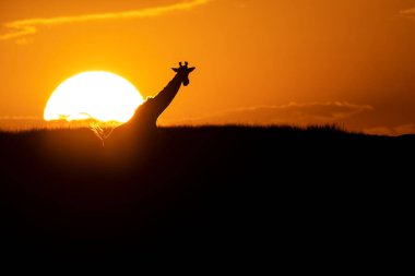 Masai Mara Ulusal Sığınağı 'nın arka planında vahşi yaşam safarisi sırasında güneş batarken ufukta yürüyen bir masai zürafası.