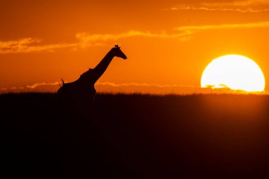 Masai Mara Ulusal Sığınağı 'nın arka planında vahşi yaşam safarisi sırasında güneş batarken ufukta yürüyen bir masai zürafası.