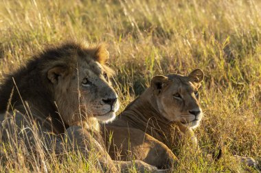 Vahşi yaşam safarisi sırasında Masai Mara Ulusal Rezervi 'nin ovalarında otların üzerinde dinlenen çiftleşen bir çift aslan.