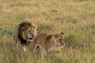 Vahşi yaşam safarisi sırasında Masai Mara Ulusal Rezervi 'nin ovalarında otların üzerinde dinlenen çiftleşen bir çift aslan.