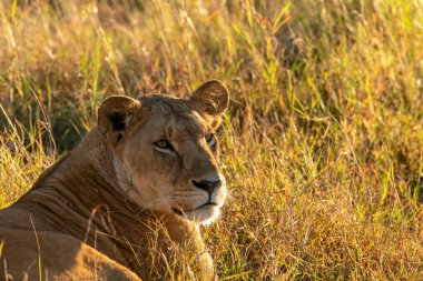 Vahşi yaşam safarisi sırasında Masai Mara Ulusal Rezervi 'nin ovalarında otların üzerinde dinlenen çiftleşen bir çift aslan.