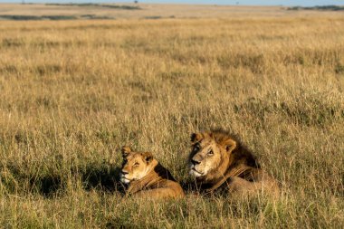 Vahşi yaşam safarisi sırasında Masai Mara Ulusal Rezervi düzlüklerinde çiftleşen bir çift aslan.