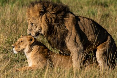 Vahşi yaşam safarisi sırasında Masai Mara Ulusal Rezervi düzlüklerinde çiftleşen bir çift aslan.