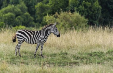 Vahşi yaşam safarisi sırasında Masai Mara Ulusal Rezervi düzlüklerinde otlayan bir zebra.