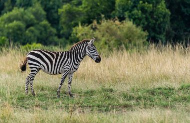 A zebra grazing in the grasslands on the plains of Masai Mara National Reserve during a wildlife safari clipart