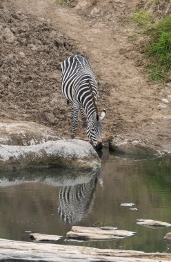 Vahşi yaşam safarisi sırasında Masai Mara Ulusal Rezervi düzlüklerindeki çayırlarda su içen bir zebra.