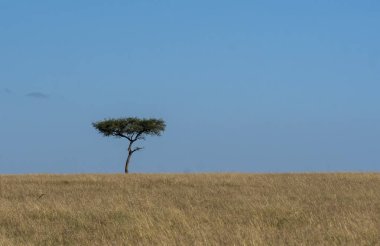 Vahşi yaşam safarisi sırasında Masai Mara Ulusal Sığınağı 'nın içindeki çayırlarda dimdik duran yalnız bir akasya ağacı.