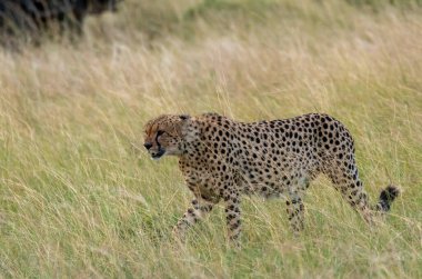 Tano Bora adlı gruptan bir çita. Vahşi yaşam safarisi sırasında Masai Mara Ulusal Rezervi 'nin yüksek otlaklarında yürüyen beş kardeşlik bir koalisyon.