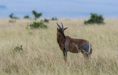 Vahşi yaşam safarisi sırasında Masai Mara Ulusal Rezervi 'nin çayırlarında otlayan bir Topi.