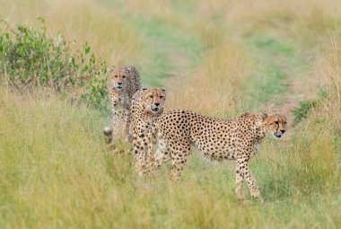 Tano Bora adında bir çita grubu. Vahşi yaşam safarisi sırasında Masai Mara Ulusal Rezervi düzlüklerinde avlanmak için geyik arayan beş kardeşlik bir koalisyon.