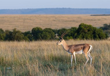 Vahşi yaşam safarisi sırasında Masai Mara Ulusal Sığınağı 'ndaki çimlerle beslenen bir Thompson ceylanı.