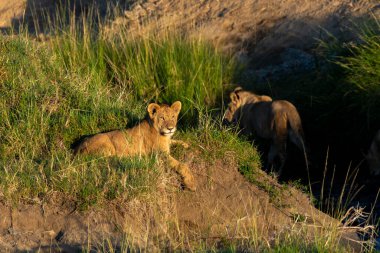 Vahşi yaşam safarisi sırasında Masai Mara Ulusal Rezervi 'nin yüksek otlarının arasında dinlenen dişi bir aslan yavrusu.