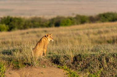 Vahşi yaşam safarisi sırasında Masai Mara Ulusal Rezervi 'nin yüksek otlarının arasında dinlenen dişi bir aslan yavrusu.