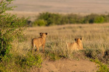 Vahşi yaşam safarisi sırasında Masai Mara Ulusal Rezervi 'nin yüksek otlarının arasında dinlenen dişi bir aslan yavrusu.