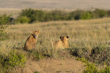 Vahşi yaşam safarisi sırasında Masai Mara Ulusal Rezervi 'nin yüksek otlarının arasında dinlenen dişi bir aslan yavrusu.