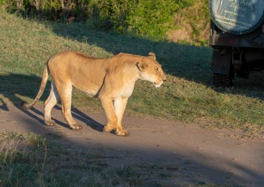 Vahşi yaşam safarisi sırasında Masai Mara Ulusal Rezervi düzlüklerinde yürüyen dişi bir dişi aslan.