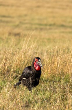 Vahşi yaşam safarisi sırasında Masai Mara Ulusal Sığınağı 'ndaki yüksek otların arasında yürüyen bir boynuz tasarısı.