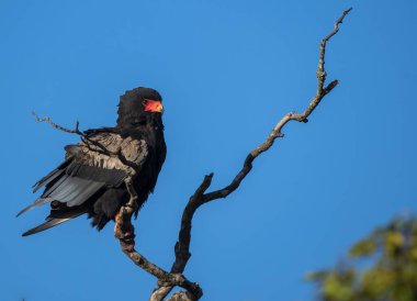 Vahşi yaşam safarisi sırasında Masai Mara Ulusal Sığınağı 'ndaki bir ağacın tepesine tünemiş bir bateleur kartalı.