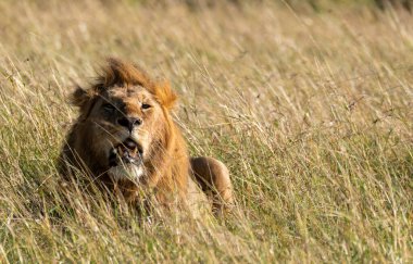 Vahşi yaşam safarisi sırasında Masai Mara Ulusal Rezervi 'nin yüksek otlaklarında dinlenen çiftleşen bir çift aslan.