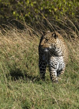 A female leopard patrolling her territory in the plains of Masai Mara National Reserve during a wildlife safari clipart