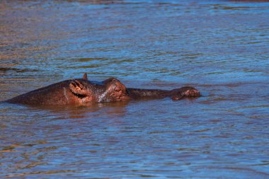 Vahşi yaşam safarisi sırasında Masai Mara Ulusal Rezervi içindeki Mara Nehri 'nde yüzen bir Hippo. 