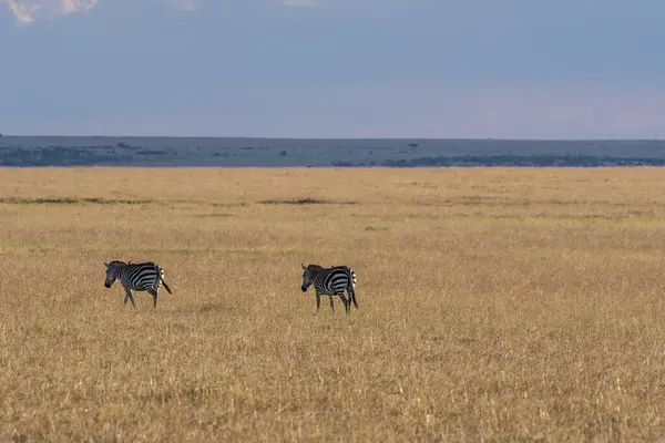 stock image A herd of zebras grazing in the grasslands on the plains of Masai Mara National Reserve during a wildlife safari