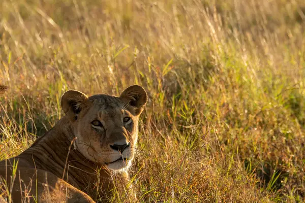 Vahşi yaşam safarisi sırasında Masai Mara Ulusal Rezervi 'nin ovalarında otların üzerinde dinlenen çiftleşen bir çift aslan.