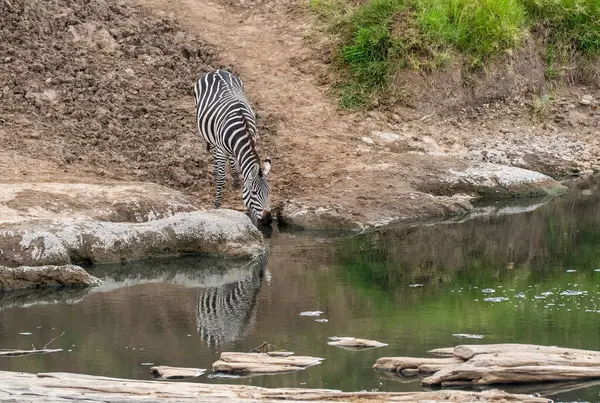 Vahşi yaşam safarisi sırasında Masai Mara Ulusal Rezervi düzlüklerindeki çayırlarda su içen bir zebra.
