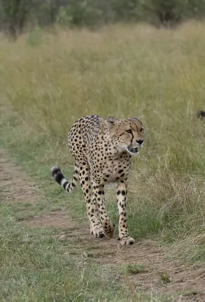 stock image A cheetah group called Tano bora, coalition of five brothers searching for the deer to hunt in the plains of Masai Mara National Reserve during a wildlife safari