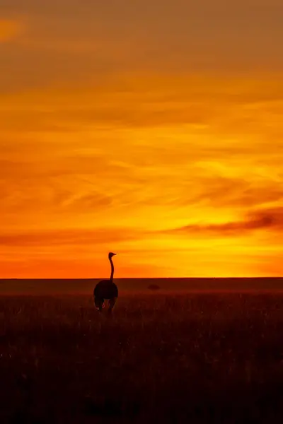 stock image A silhouette of a common ostrich walking in the plains of Masai Mara National Reserve during a beautiful morning