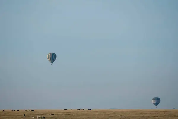 stock image Hot air ballons raising in the background inside Masai Mara National Refuge during a wildlife safari