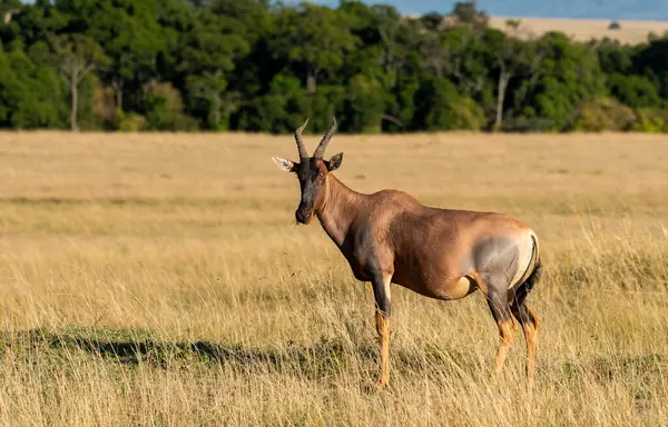 Stock image A Topi is grazing in the grasslands of Masai Mara National Reserve during a wildlife safari