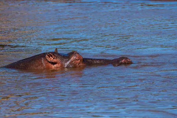 Vahşi yaşam safarisi sırasında Masai Mara Ulusal Rezervi içindeki Mara Nehri 'nde yüzen bir Hippo. 