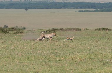 Masai Mara Ulusal Sığınağı 'nda vahşi yaşam safarisi sırasında Mara düzlüklerinde yavru bir ceylanı avlayan üç çita.