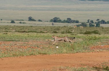 Three Cheetahs hunting a baby gazelle in the plains of mara inside Masai Mara National Refuge during a wildlife safari clipart