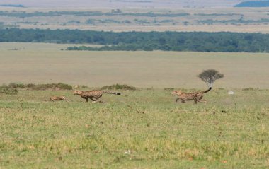 Masai Mara Ulusal Sığınağı 'nda vahşi yaşam safarisi sırasında Mara düzlüklerinde yavru bir ceylanı avlayan üç çita.