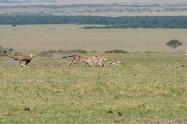 Masai Mara Ulusal Sığınağı 'nda vahşi yaşam safarisi sırasında Mara düzlüklerinde yavru bir ceylanı avlayan üç çita.