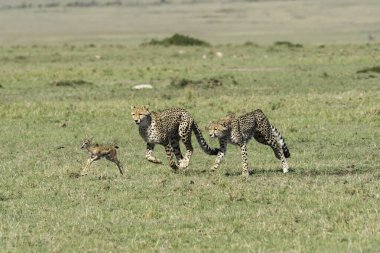 Masai Mara Ulusal Sığınağı 'nda vahşi yaşam safarisi sırasında Mara düzlüklerinde yavru bir ceylanı avlayan üç çita.