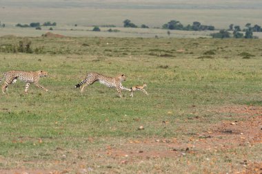 Masai Mara Ulusal Sığınağı 'nda vahşi yaşam safarisi sırasında Mara düzlüklerinde yavru bir ceylanı avlayan üç çita.