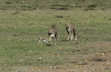 Masai Mara Ulusal Sığınağı 'nda vahşi yaşam safarisi sırasında Mara düzlüklerinde yavru bir ceylanı avlayan üç çita.