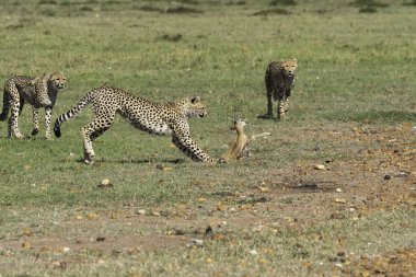 Three Cheetahs hunting a baby gazelle in the plains of mara inside Masai Mara National Refuge during a wildlife safari clipart