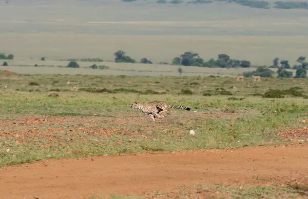 Stock image Three Cheetahs hunting a baby gazelle in the plains of mara inside Masai Mara National Refuge during a wildlife safari