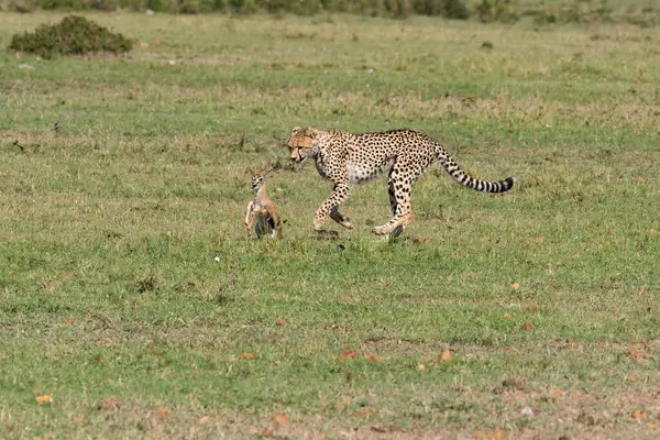 stock image Three Cheetahs hunting a baby gazelle in the plains of mara inside Masai Mara National Refuge during a wildlife safari