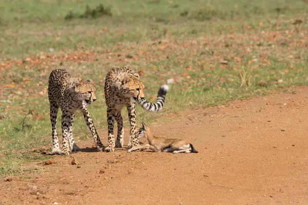 stock image Three Cheetahs hunting a baby gazelle in the plains of mara inside Masai Mara National Refuge during a wildlife safari