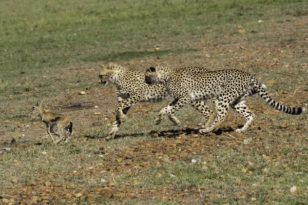 Masai Mara Ulusal Sığınağı 'nda vahşi yaşam safarisi sırasında Mara düzlüklerinde yavru bir ceylanı avlayan üç çita.