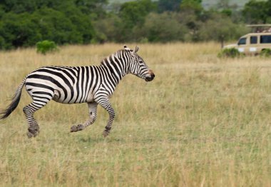 A zebra running through the grasslands inside Masai Mara National Refuge during a wildlife safari clipart