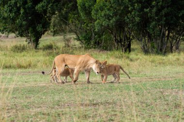 Aile, vahşi yaşam safarisi sırasında Masai Mara Ulusal Sığınağı 'nın ovalarında dinlenirken dişi aslanı karşılayan bir grup yavru.